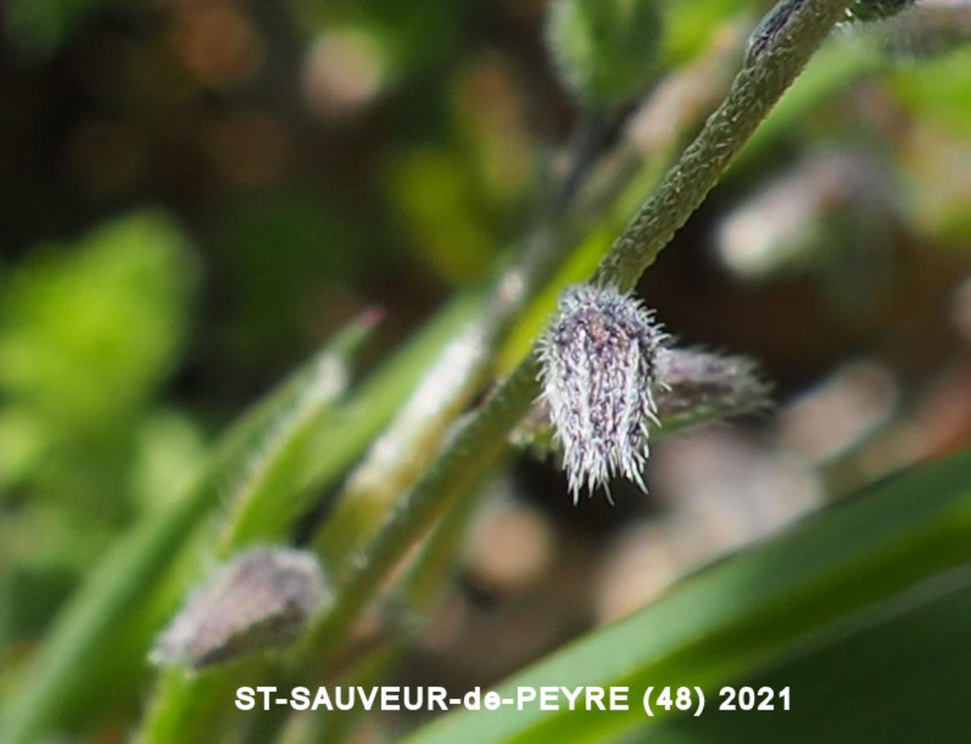 Forget-me-not, (Doubtful) fruit